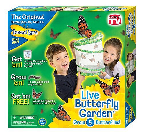 preschool butterfly science 