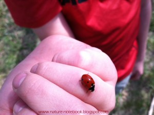 Lady bugs get there name from being Mary's help to farmers, once called Our Lady's bugs.