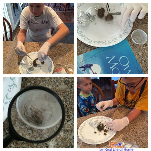 Owl Moon Activities and Printables: Owl Pellet Dissection