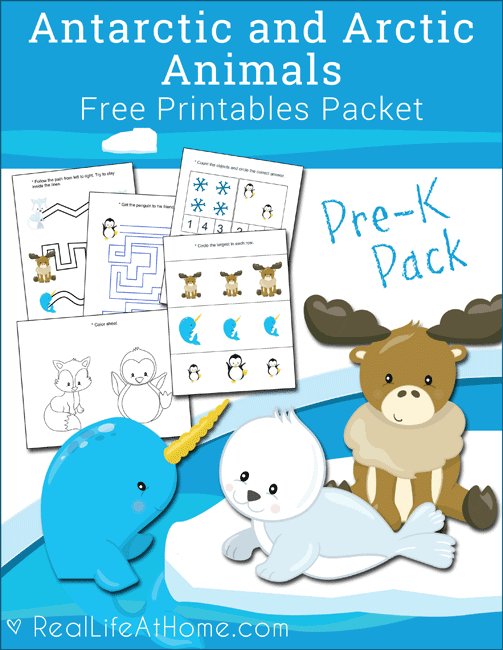 Arctic Animals Preschool Theme