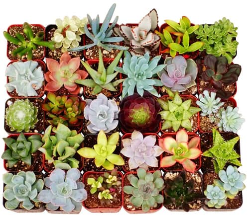 Collection of 20 Potted 2-inch Unique Succulents