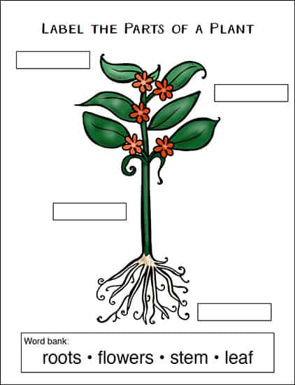 Simple Plant Labeling Page from the Free Garden and Plant Worksheets Packet